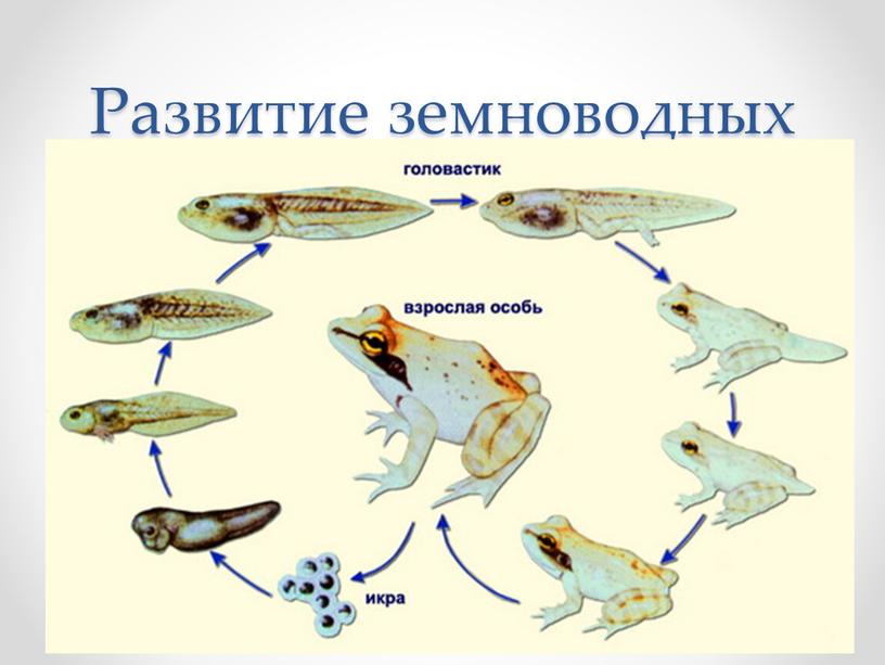 Развитие земноводных