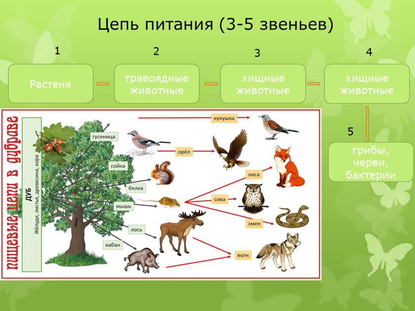 Цепь питания (3-5 звеньев) Растеня травоядные животные хищные животные хищные животные грибы, черви, бактерии 1 2 3 4 5