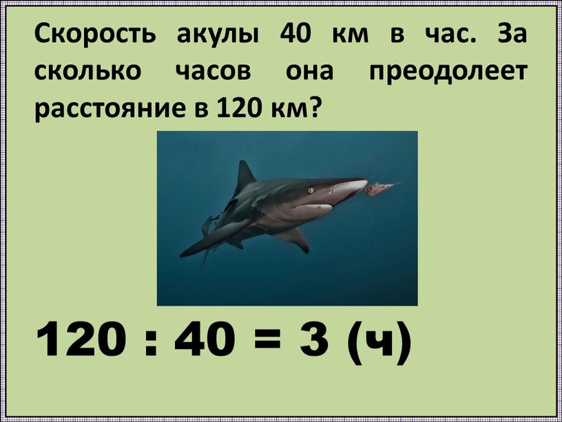 Скорость 120 км ч. Акула скорость км/ч. 120 Км в час. Скорость акулы равна. Средняя скорость акулы.