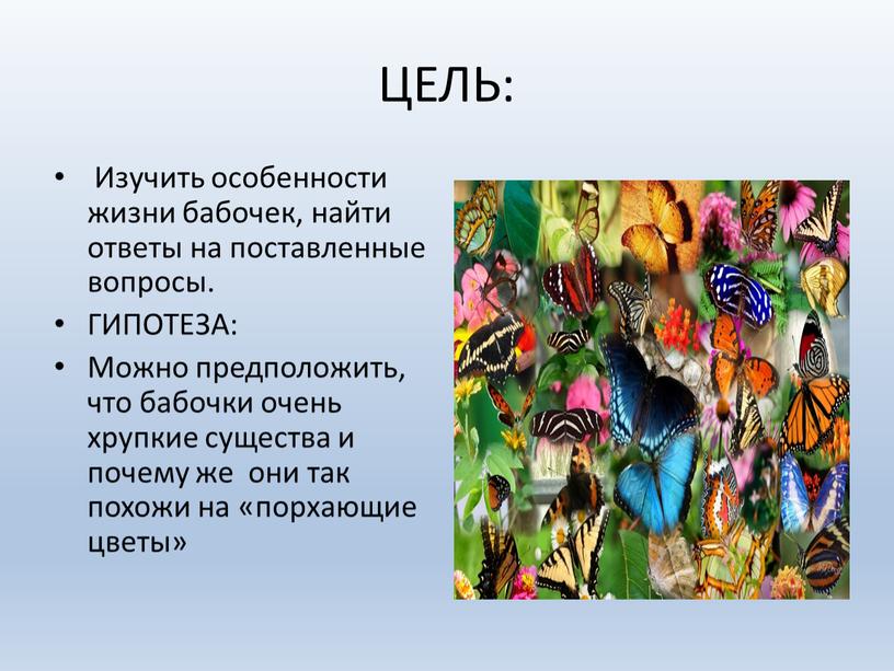 ЦЕЛЬ: Изучить особенности жизни бабочек, найти ответы на поставленные вопросы