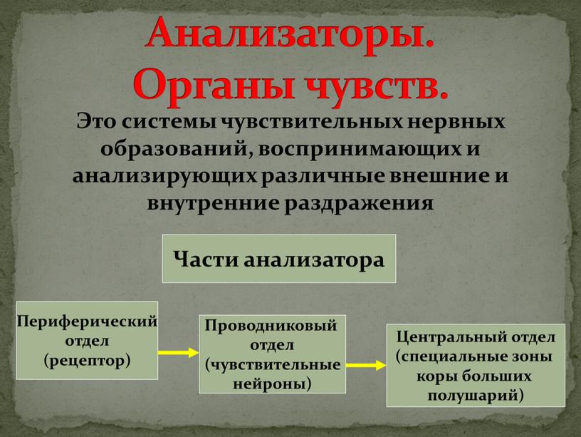 Анализаторы. Органы чувств. Это системы чувствительных нервных образований, воспринимающих и анализирующих различные внешние и внутренние раздражения