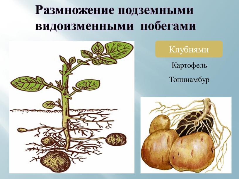 Размножение подземными видоизменными побегами