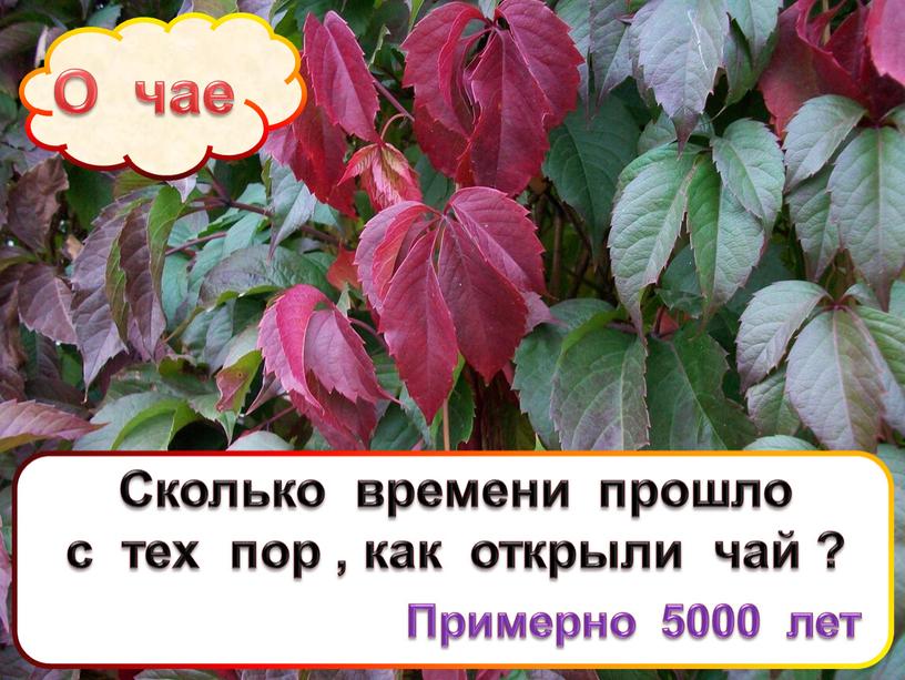 О чае Сколько времени прошло с тех пор , как открыли чай ?