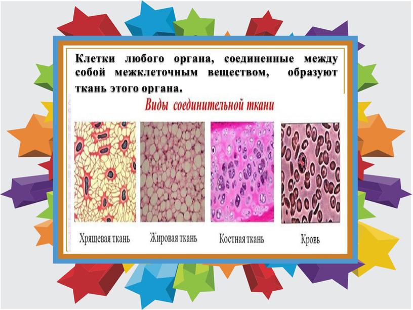 Клетки любого органа, соединенные между собой межклеточным веществом, образуют ткань этого органа