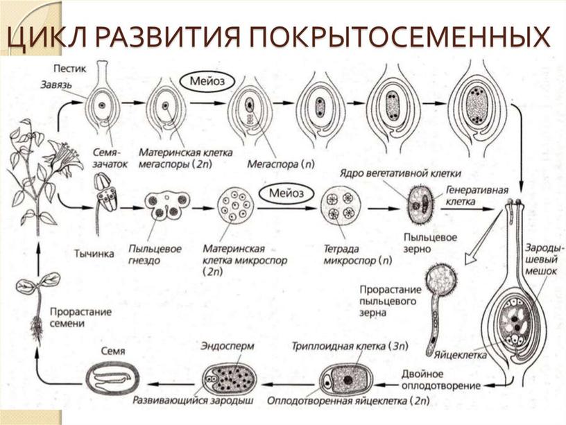 Подготовка к ЕГЭ по биологии.Жизненные циклы растений (теория и задания)