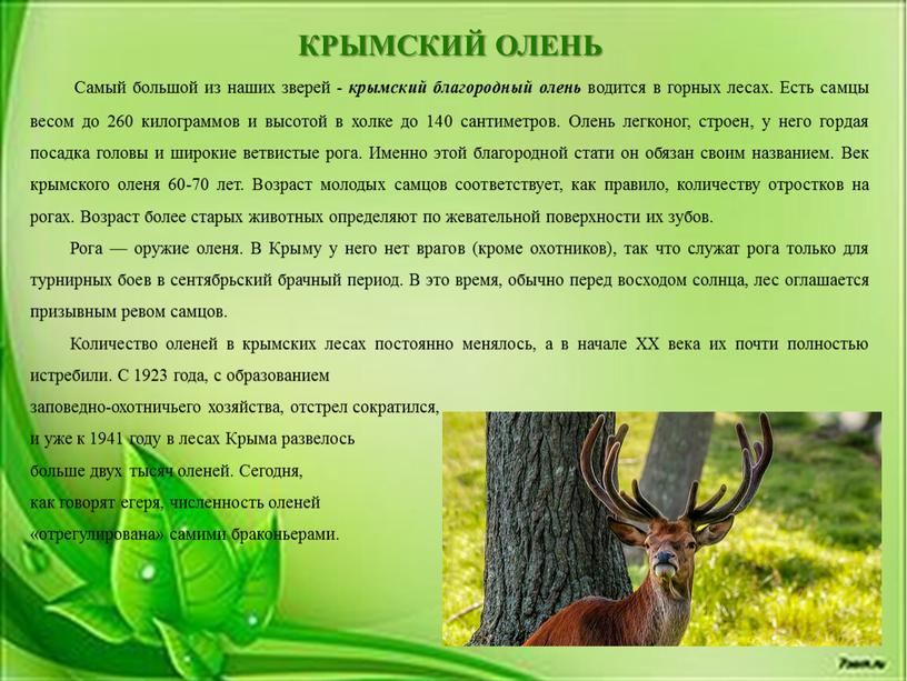 ОЛЕНЬ Самый большой из наших зверей - крымский благородный олень водится в горных лесах