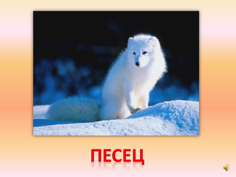 песец