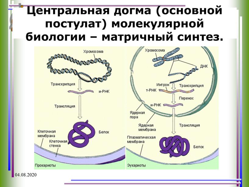 Центральная догма (основной постулат) молекулярной биологии – матричный синтез