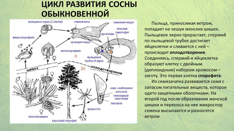 Цикл развития сосны обыкновенной