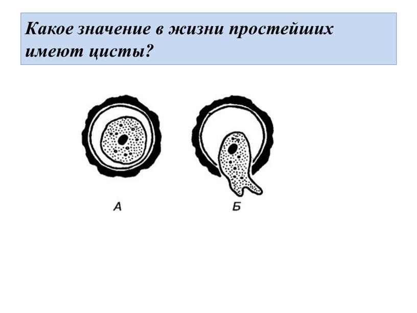 Какое значение в жизни простейших имеют цисты?