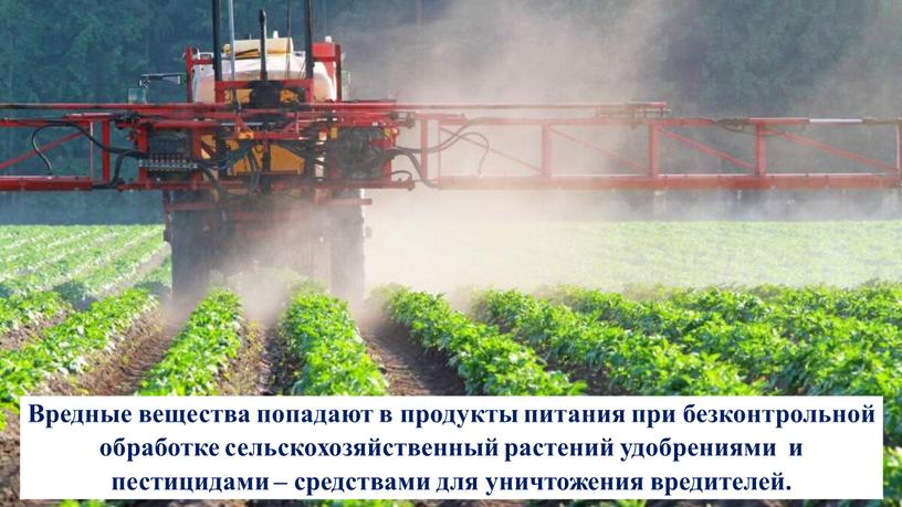 Вредные вещества попадают в продукты питания при безконтрольной обработке сельскохозяйственный растений удобрениями и пестицидами – средствами для уничтожения вредителей