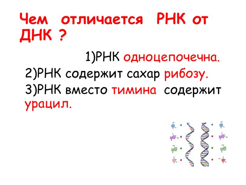 Чем отличается РНК от ДНК ? 1)РНК одноцепочечна