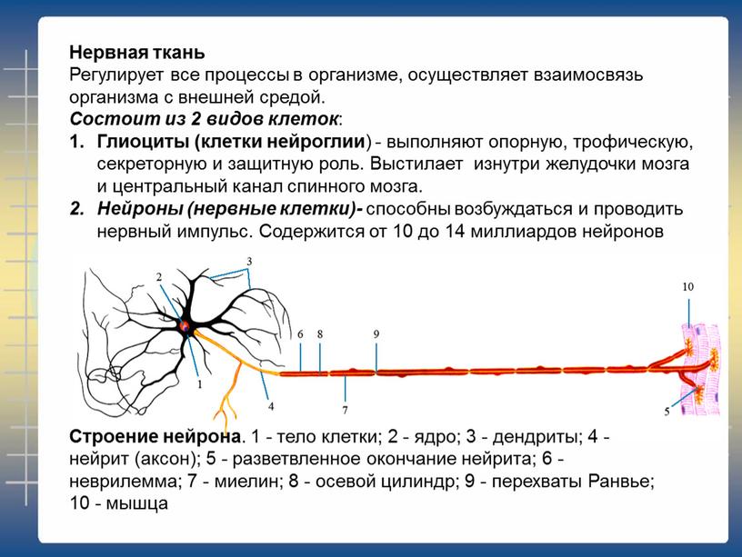 Нервная ткань Регулирует все процессы в организме, осуществляет взаимосвязь организма с внешней средой