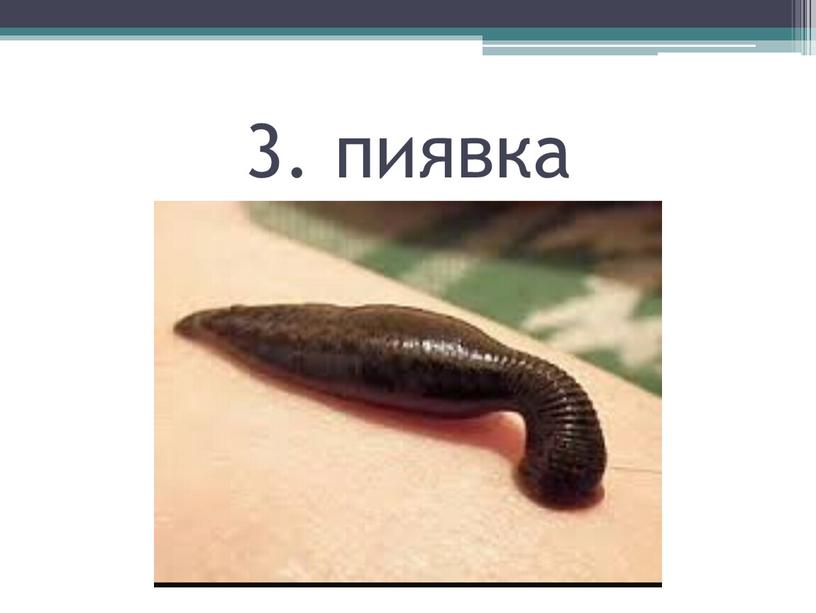 3. пиявка