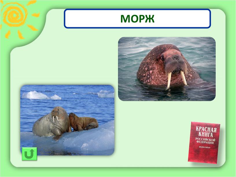 МОРЖ