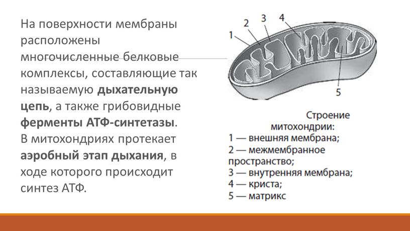 На поверхности мембраны расположены многочисленные белковые комплексы, составляющие так называемую дыхательную цепь , а также грибовидные ферменты