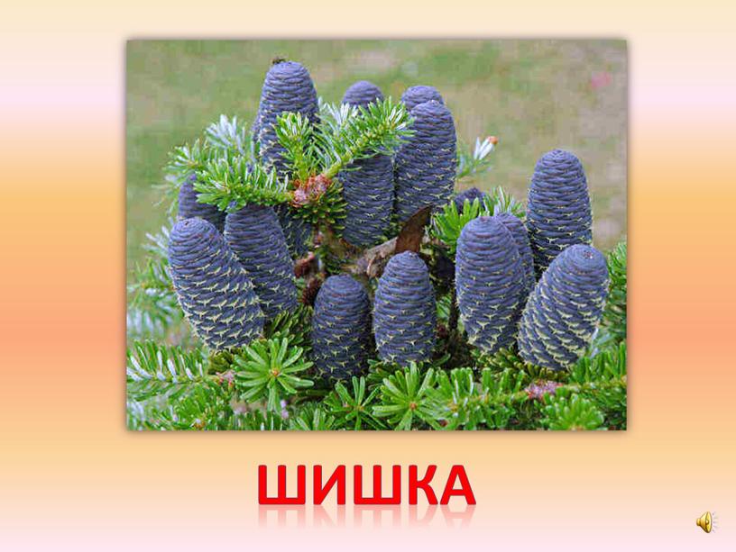 шишка