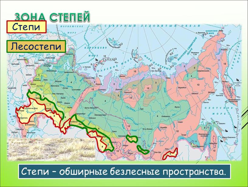 ЗОНА СТЕПЕЙ Степи Лесостепи Степи – обширные безлесные пространства