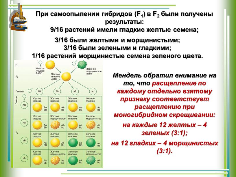 Мендель обратил внимание на то, что расщепление по каждому отдельно взятому признаку соответствует расщеплению при моногибридном скрещивании: на каждые 12 желтых – 4 зеленых (3:1);…