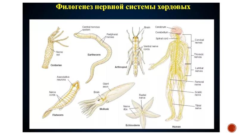 Нервная система позвоночных