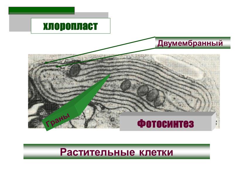 Двумембранный хлоропласт Растительные клетки