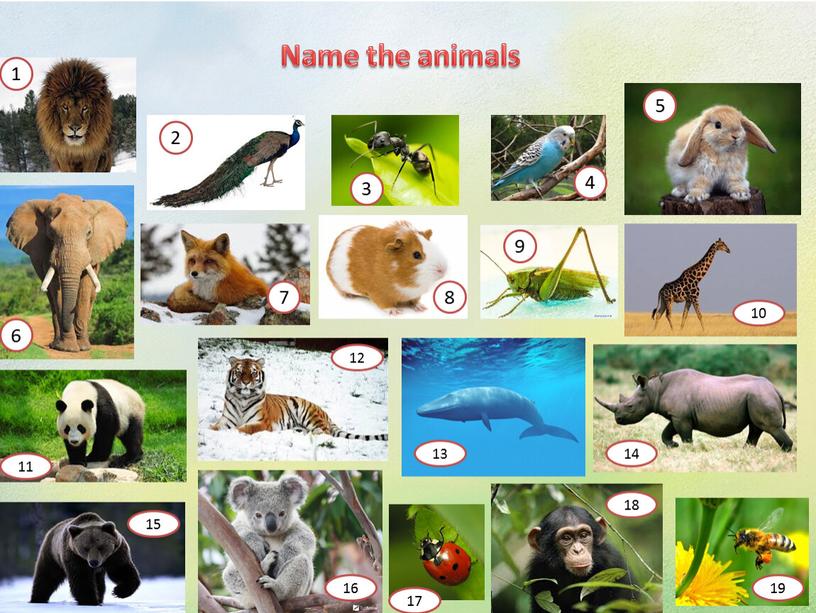 Name the animals 1 2 3 4 5 6 7 8 9 10 11 12 13 14 15 16 17 18 19