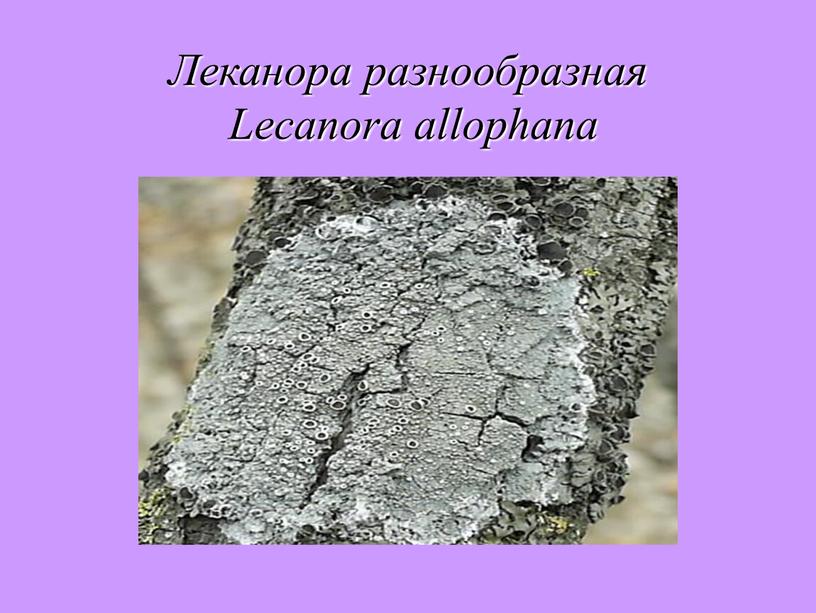 Леканора разнообразная Lecanora allophana