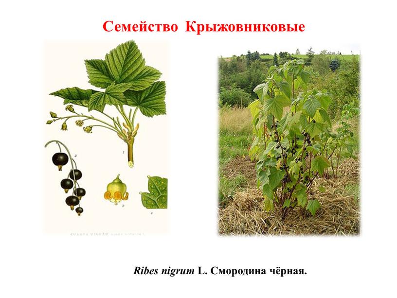 Ribes nigrum L. Смородина чёрная