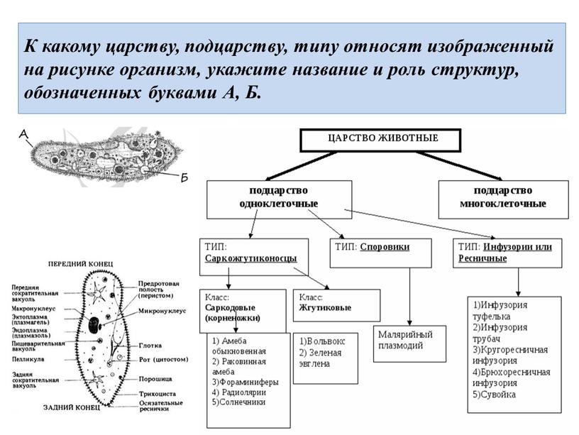 К какому царству, подцарству, типу относят изображенный на рисунке организм, укажите название и роль структур, обозначенных буквами