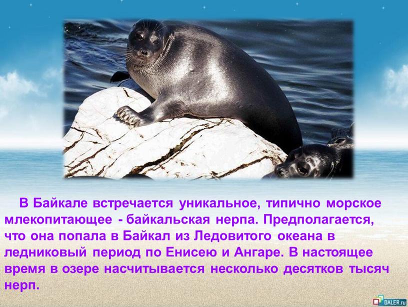 В Байкале встречается уникальное, типично морское млекопитающее - байкальская нерпа