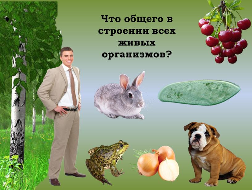 Что общего в строении всех живых организмов? 36