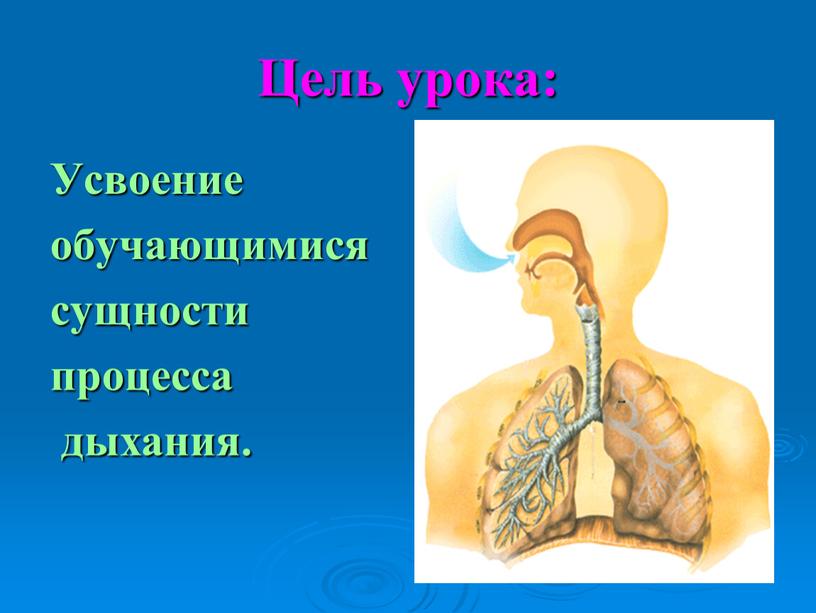 Цель урока: Усвоение обучающимися сущности процесса дыхания