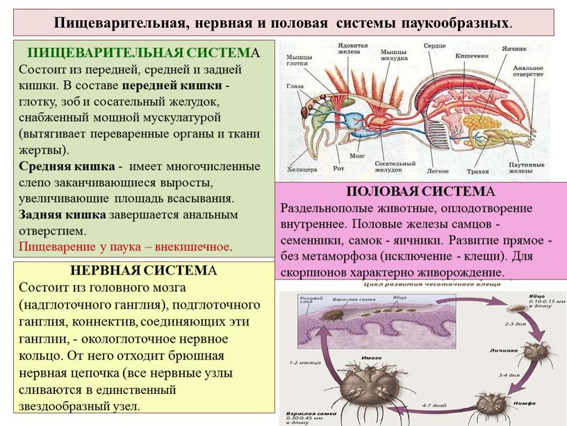 Пищеварительная, нервная и половая системы паукообразных