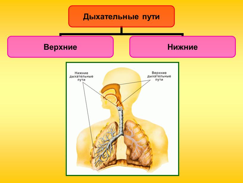 Дыхательная система