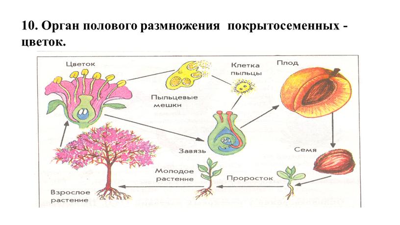 Орган полового размножения покрытосеменных - цветок