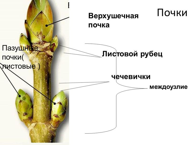 Почки Пазушные почки( листовые )