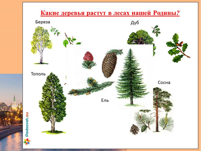 Какие деревья растут в лесах нашей