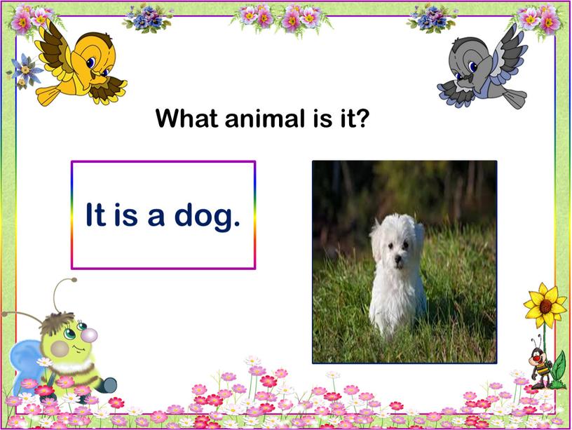 What animal is it? It is a dog