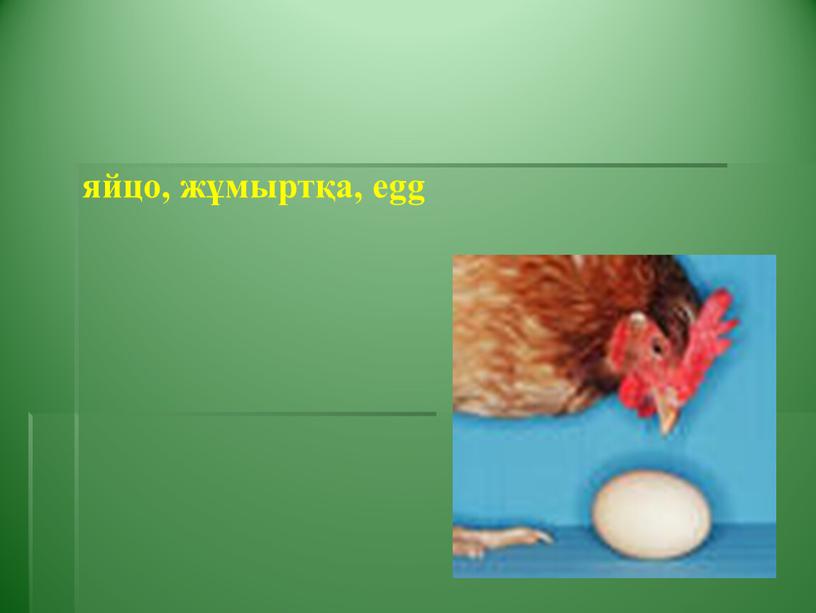 яйцо, жұмыртқа, egg