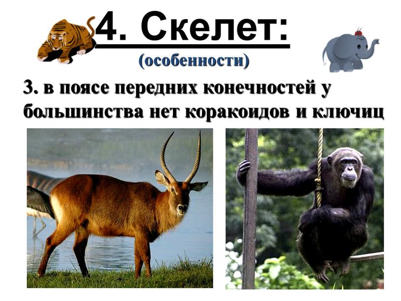 Скелет: (особенности) 3. в поясе передних конечностей у большинства нет коракоидов и ключиц