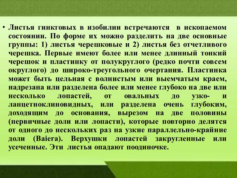 Листья гинкговых в изобилии встречаются в ископаемом состоянии