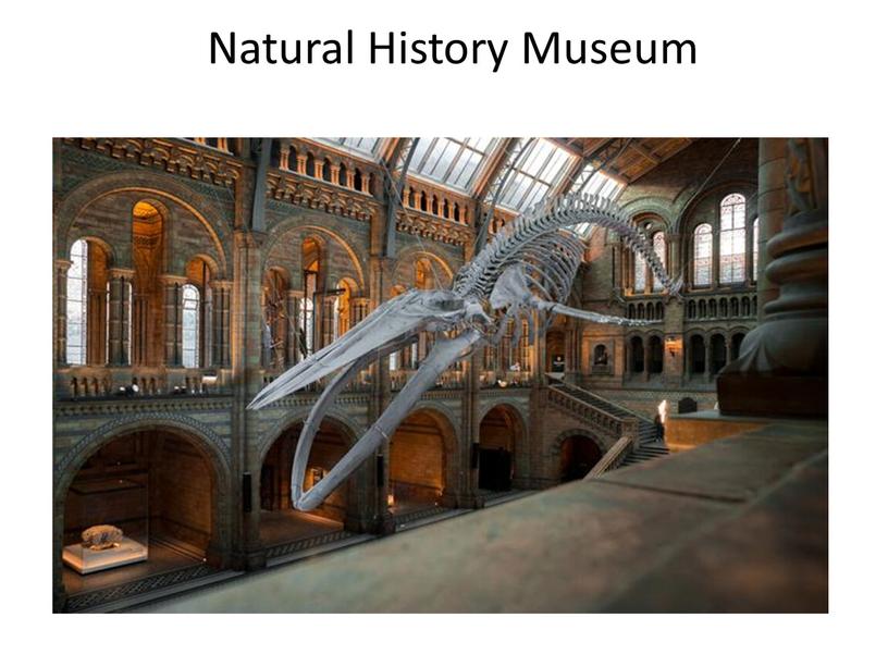 Natural History Museum