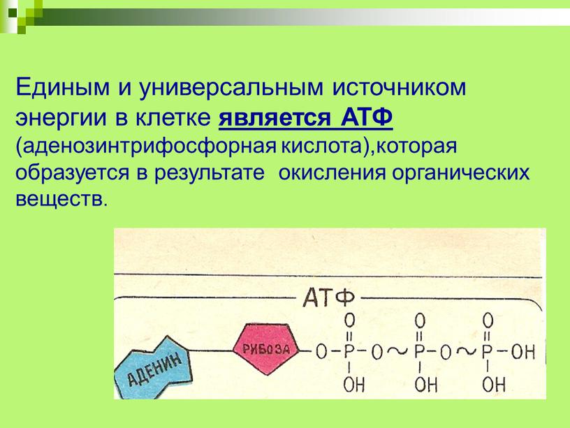 Единым и универсальным источником энергии в клетке является