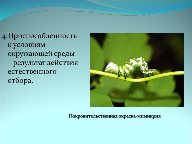 Приспособленность к условиям окружающей среды – результат действия естественного отбора