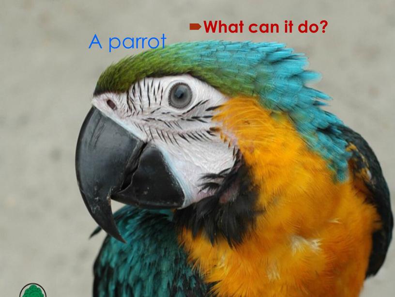 A parrot What can it do?