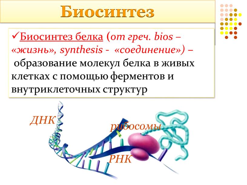 Биосинтез Биосинтез белка ( от греч
