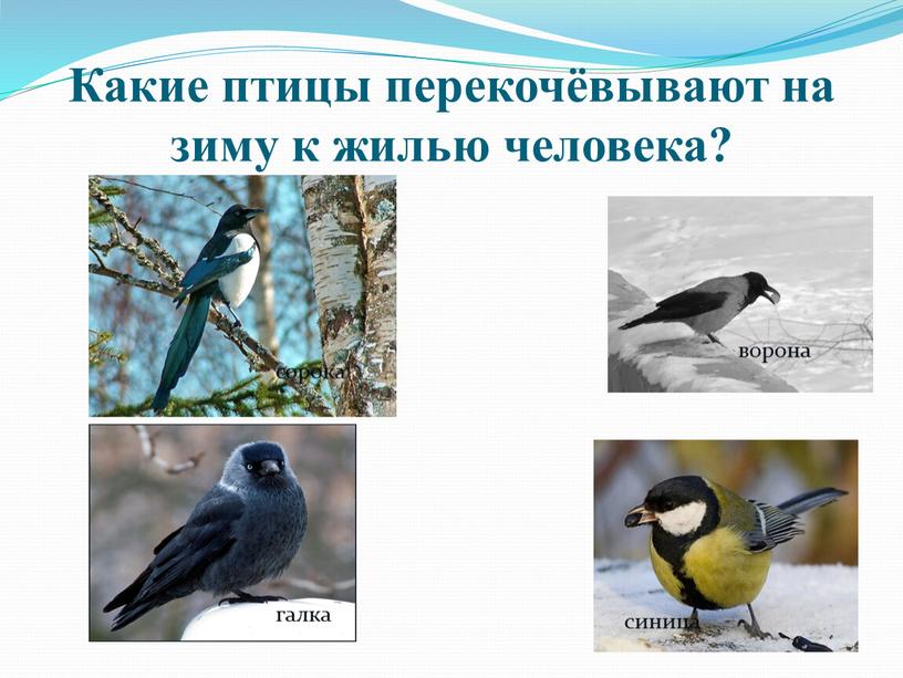 Какие птицы перекочёвывают на зиму к жилью человека? сорока галка ворона синица