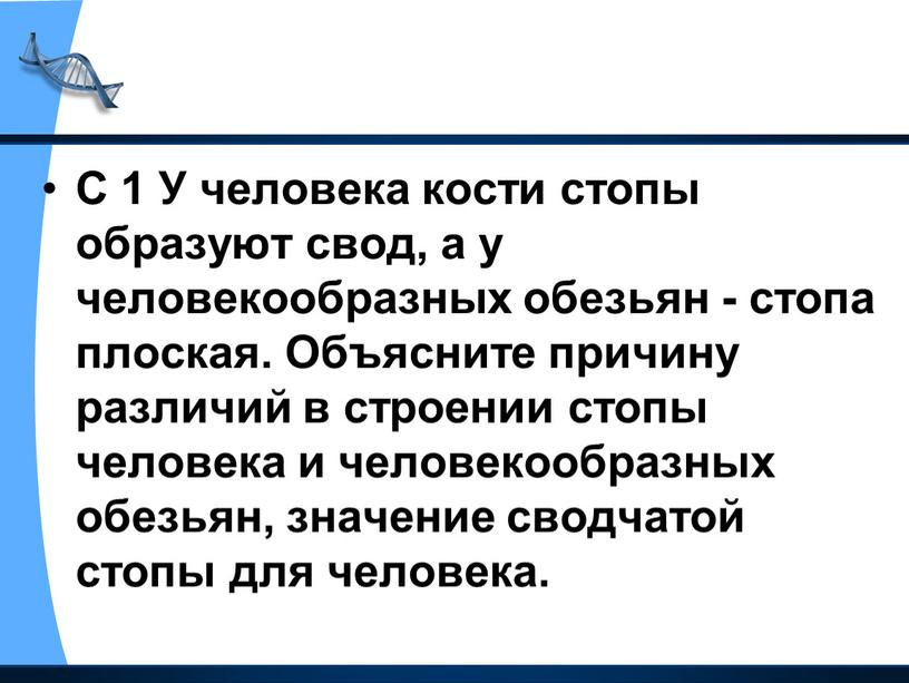 С 1 У человека кости стопы образуют свод, а у человекообразных обезьян - стопа плоская