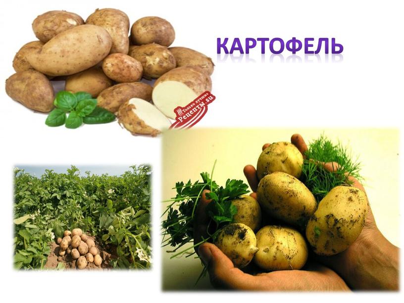 Картофель