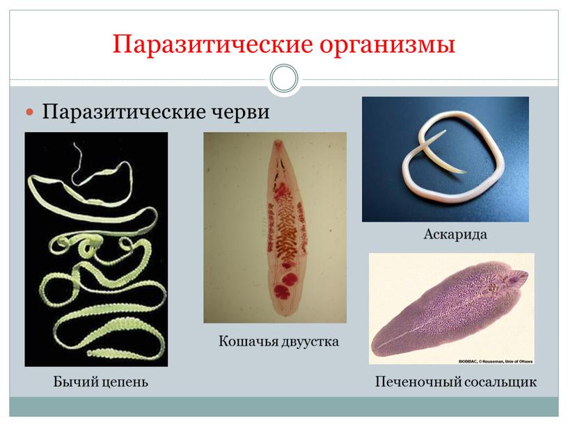 Паразитические организмы Паразитические черви